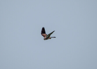 buzzard in flight