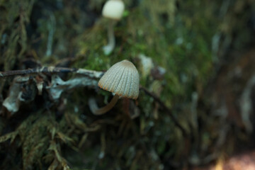 Coprinellus in the autumn forest, closeup 