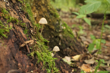 Coprinellus in the autumn forest, closeup 