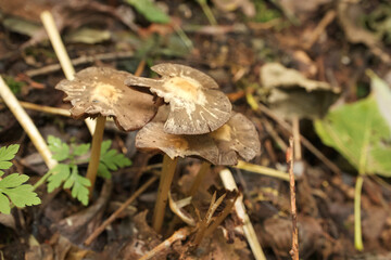 Tubaria furfuracea mushroom in the autumn forest 