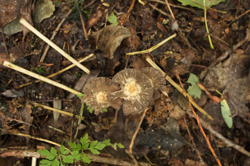 Tubaria furfuracea mushroom in the autumn forest 