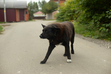 A black dog on the road. A stray dog in the countryside. Dangerous pet.