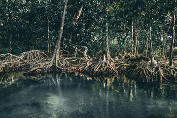 Clear stream in mangrove forests, Krabi province Thailand,tropical foliage nature...