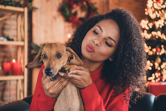 Photo of friendly charming dark skin woman dressed red sweater sitting sofa kissing small dog smiling indoors house home room
