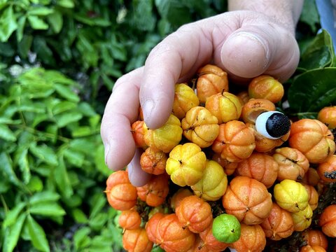 Guaran&aacute; da Amaz&ocirc;nia