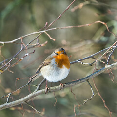 single robin at a sunny and cold winterday on a tree