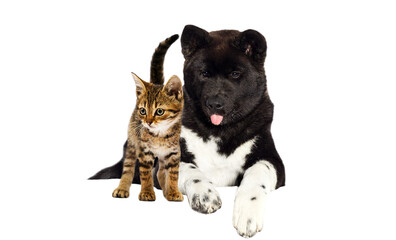 dog and cat together on a white background