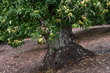 Hedgehogs almost ripe  hanging from a chestnut branch just before the chestnut harvest in October in the fall.