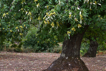 Hedgehogs almost ripe  hanging from a chestnut branch just before the chestnut harvest in October in the fall.