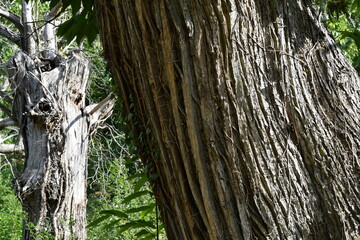 detail of the bark of a centuries-old chestnut tree in a forest
