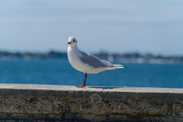 Mouette tête tournée .