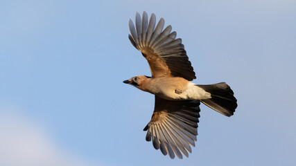 Eurasian Jay (garrulus glandarius) flying with blue sky background