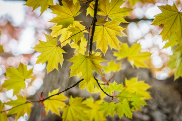 Close-up of brightly colored fall leaves.