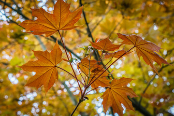 Close-up of brightly colored fall leaves.