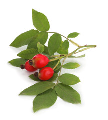 Ripe rose hip berries with leaves on white background