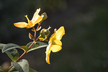 yellow flower on sky