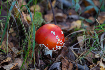 Mushroom Amanita muscaria, a red young mushroom grows in the forest in autumn. Poisonous hallucinogenic mushroom, treatment of worms for wild animals
