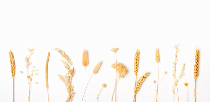 Ears of wheat, rye and others isolated on white background