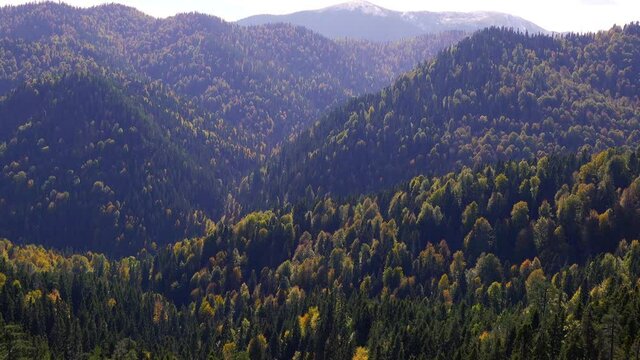 Panorama forest landscape among trees.