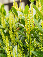 Selective focus shot of the yellow Soft Caress Mahonia Accent Shrub blooming in a garden