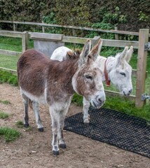 beautiful brown and white donkey with a pretty white donkey standing in the background