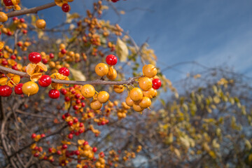 Colorful bittersweet vine in autumn with red berries, sometimes considered an invasive species.