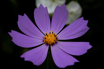 Obraz premium Purple flower