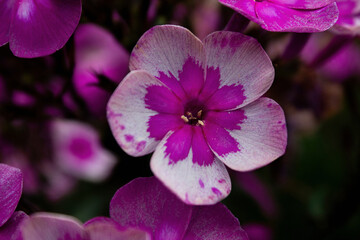 Obraz premium close up of a pink flower