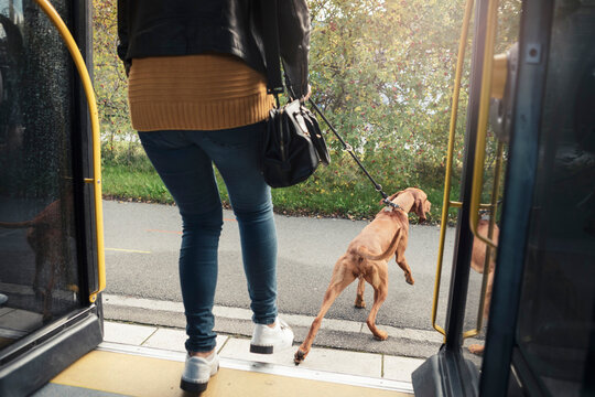 Low section of young woman disembarking with dog from train