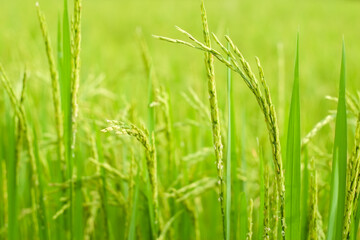 Green ears of rice tree paddy in the agriculture field in evening close-up.
