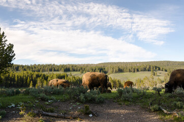Fototapeta na wymiar bison change the fur in Yellowstone National Park in Wyoming
