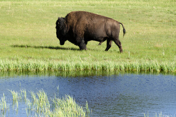 bison change the fur in Yellowstone National Park in Wyoming