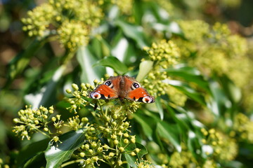 Tagpfauenauge (Schmetterling) mit geöffneten Flügeln bei der Nahrungsaufnahme auf eine Efeublüte bei Heringsdorf auf Usedom an der Ostsee bei Sonnenschein