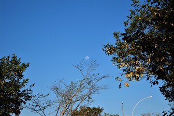 luar e galhos do Cerrado