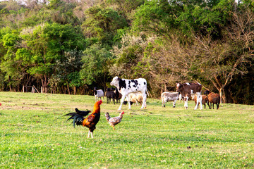 various animals on a beautiful farm. Golden autumn in the late afternoon. Rooster chickens, cow,...