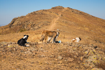 Stray dogs resting on a peak in Macin Mountains, Romania