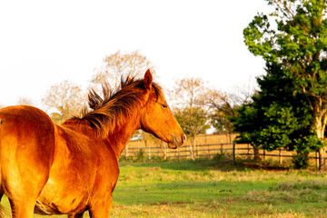 A beautiful brown mare in a pasture of a farm on a golden summer afternoon. with a beautiful mane