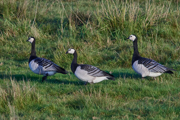 Weißwangengans oder Nonnengans (Branta leucopsis) an der Ostsee im Herbst