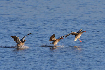 Graugänse an der Ostsee bei der Landung