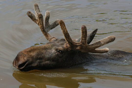 Closeup of the head of a male Moose, Cervus alces