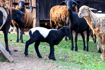 sheep and lamb on a farm in Brazil. With the pasture background and their house