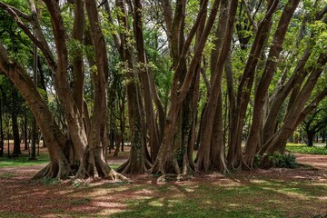 Obraz premium Partial view of the trunks of several trees with exposed roots growing in the middle of the forest. 