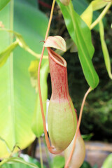 Nepenthes. Nepenthes alata. carnivorous plant. Close-up tropical pitcher plant. carnivorous plants background. pitcherplant flowers	