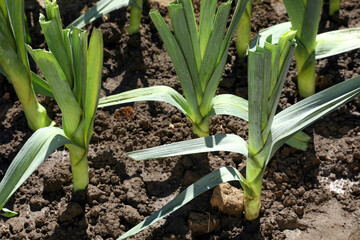 Fresh green leeks growing in field on sunny day