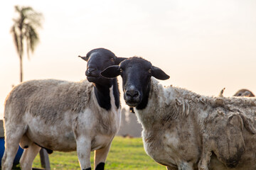 Fototapeta premium sheep and lamb on a farm in Brazil. With the pasture background and their house