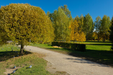 Views of the city park, alleys and lawns, orange trees in bright sunlight and blue sky