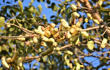 ingá do Cerrado