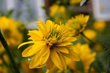 Yellow flowers