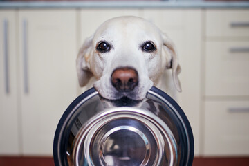 Cute labrador retriever is carrying dog bowl in his mouth. Hungry dog with sad eyes is waiting for feeding at home kitchen..