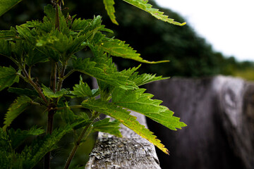 Nettle